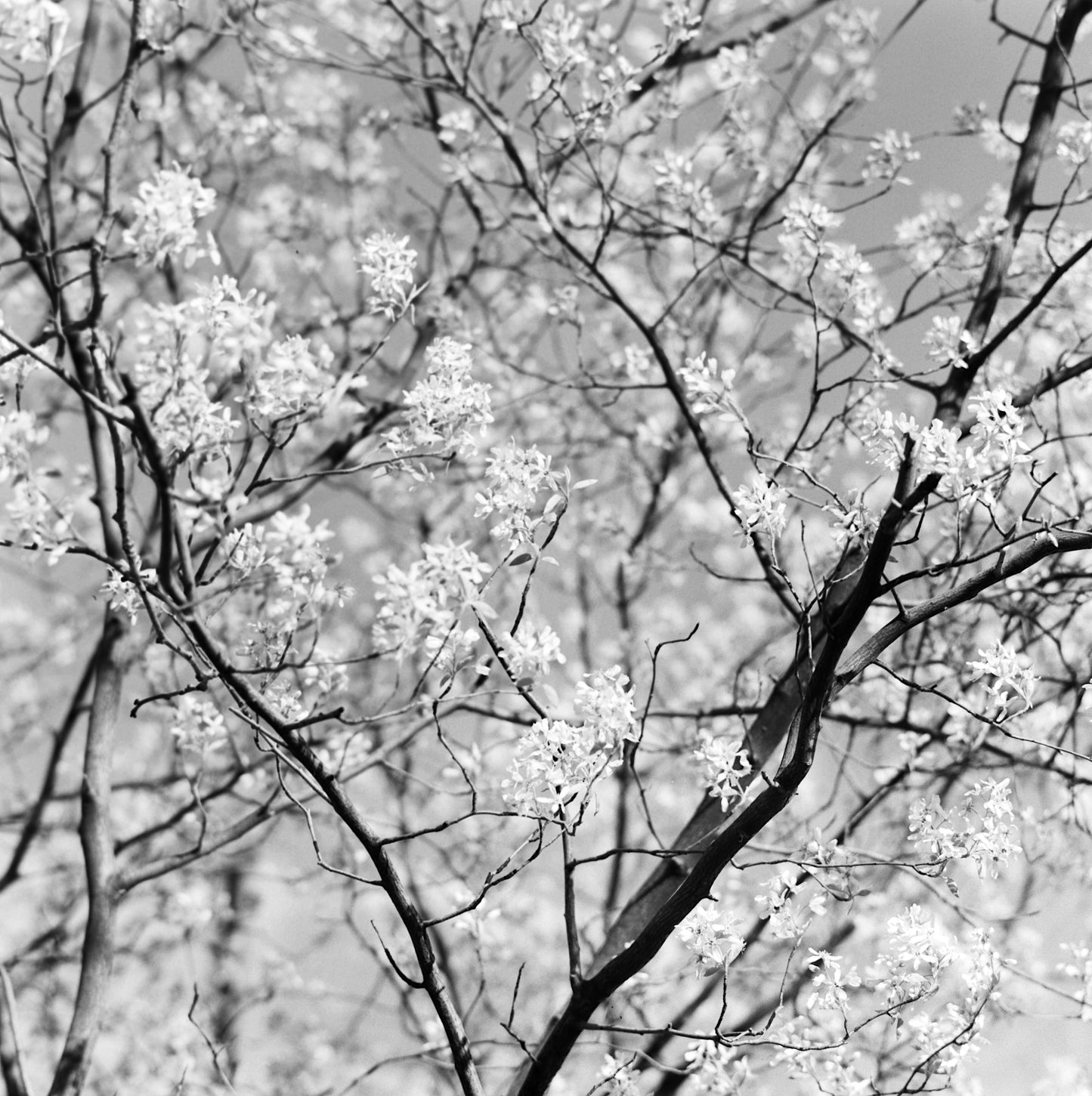 Mercury Vertov 80 - 70mm Film