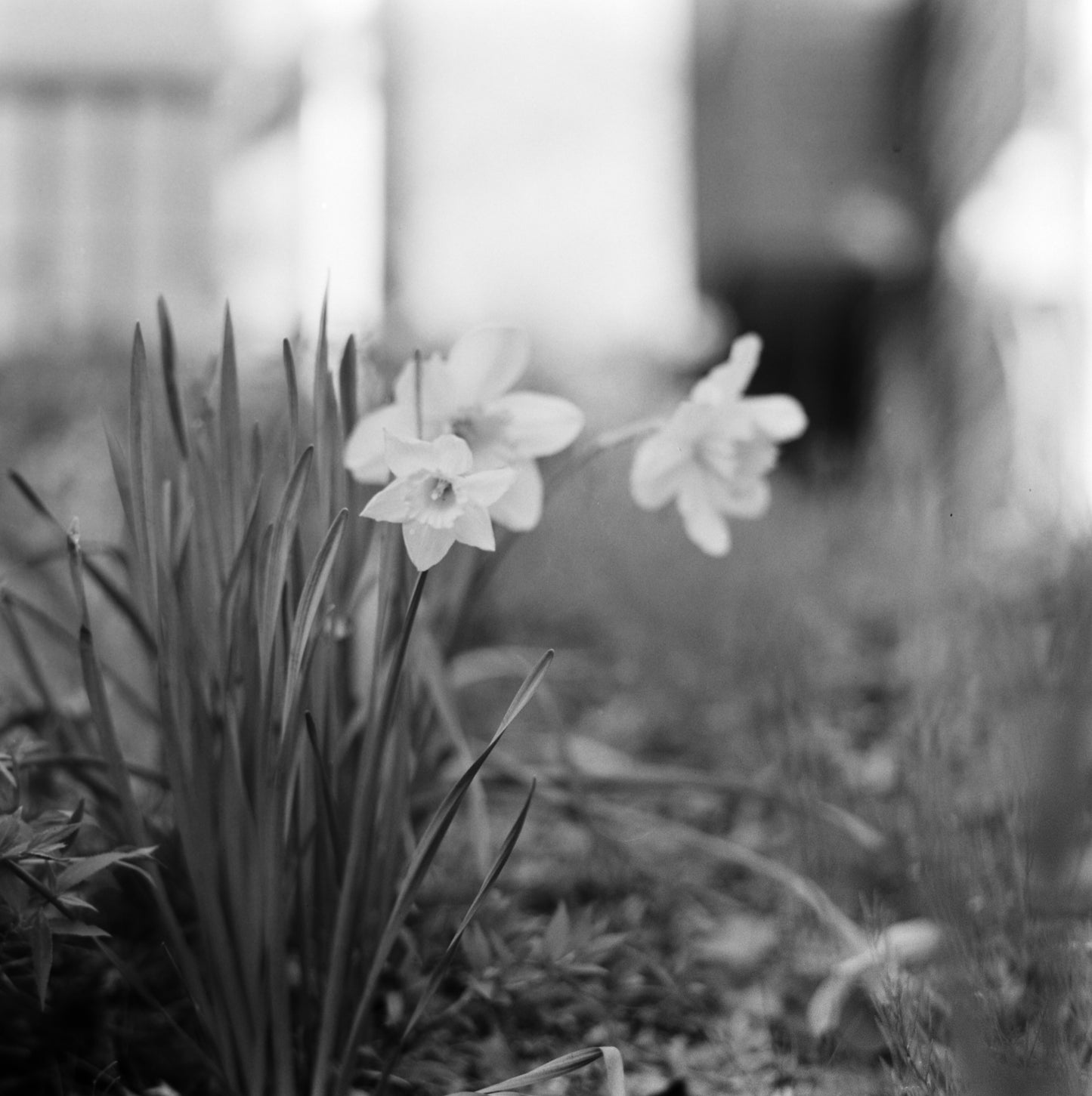 Mercury Vertov 80 - 70mm Film