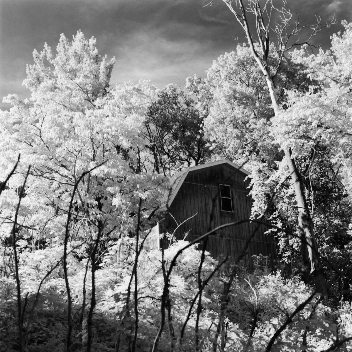 Mercury Vertov IR - 70mm BW film